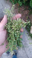 Cerastium fontanum