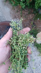 Cerastium fontanum