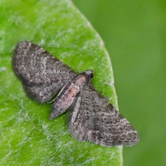 Eupithecia haworthiata