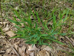 Dichanthelium boreale