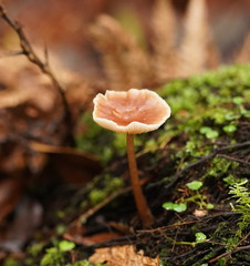 Lentinellus tasmanicus