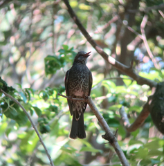 Hypsipetes amaurotis