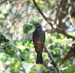 Hypsipetes amaurotis