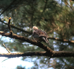 Streptopelia orientalis
