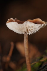 Lentinellus tasmanicus