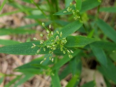 Dichanthelium boreale