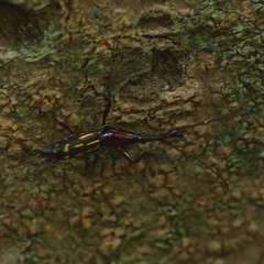 Ectocemus decemmaculatus