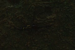Ectocemus decemmaculatus