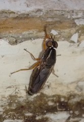 Scenopinus fenestralis