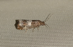 Notocelia trimaculana