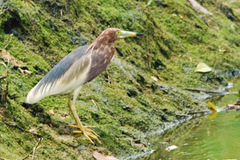 Chinese Pond Heron photo 3