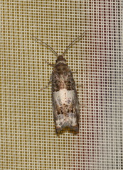 Notocelia trimaculana