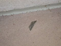 Aethaloida packardaria