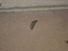 Aethaloida packardaria