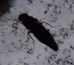 Scenopinus fenestralis