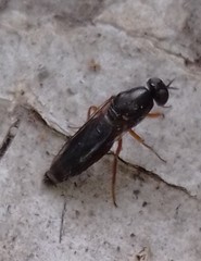 Scenopinus fenestralis