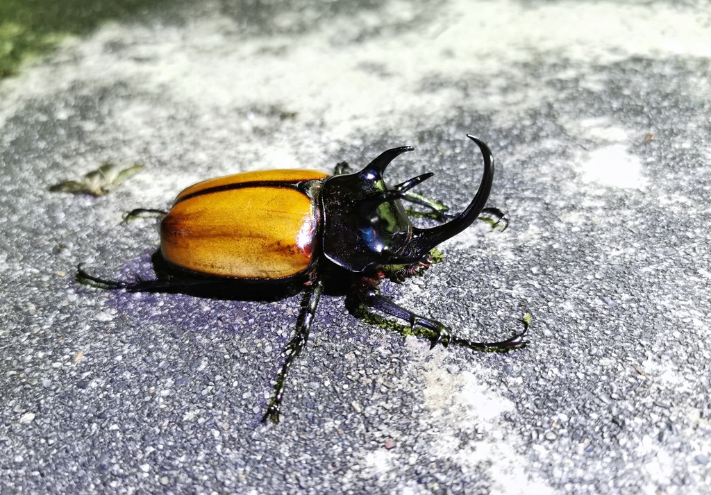 five-horned-rhinoceros-beetle-from-on-august-8