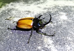 Eupatorus gracilicornis