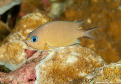 Pycnochromis amboinensis