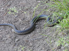 Thamnophis couchii