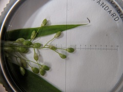 Dichanthelium boreale