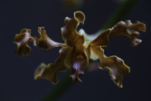 Image of Dendrobium discolor by (c) Hugo Innes, some rights reserved (CC BY)