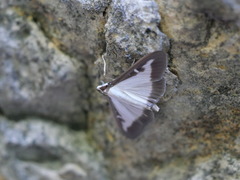 Cydalima perspectalis
