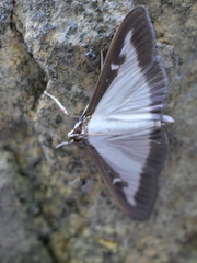 Cydalima perspectalis