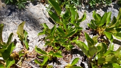 Rhamnus pumila
