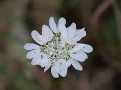 Orlaya grandiflora