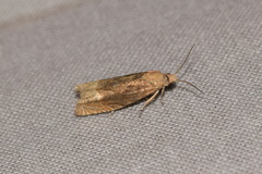 Eucosma obumbratana