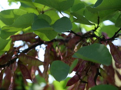 Cercis siliquastrum