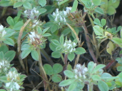 Trifolium scabrum