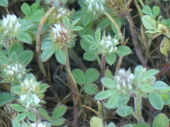 Trifolium scabrum