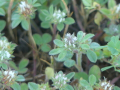 Trifolium scabrum