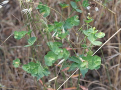Euphorbia