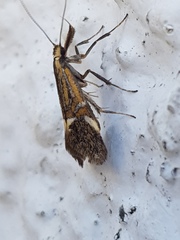 Alabonia herculeella