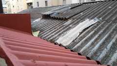 Kalanchoe × houghtonii