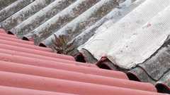 Kalanchoe × houghtonii