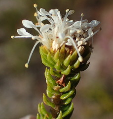 Agathosma scaberula