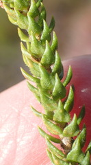 Agathosma scaberula