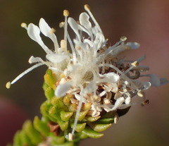 Agathosma scaberula