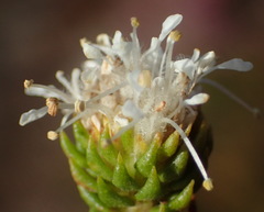 Agathosma scaberula