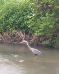 Ardea herodias