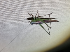 Conocephalus semivittatus