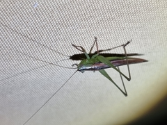 Conocephalus semivittatus