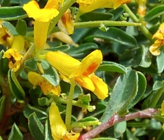 Anthyllis hermanniae corsica