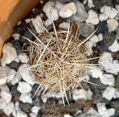 Thelocactus bicolor