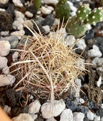 Thelocactus bicolor