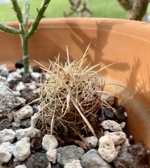 Thelocactus bicolor